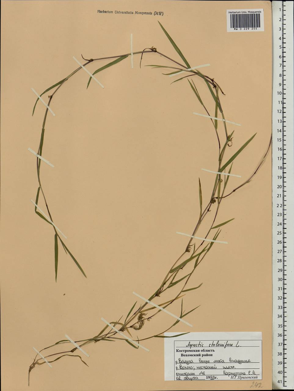 Agrostis stolonifera L., Eastern Europe, Central forest region (E5) (Russia)