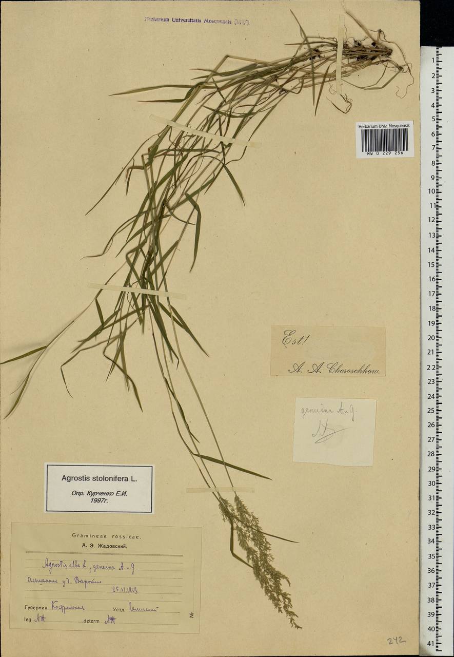 Agrostis stolonifera L., Eastern Europe, Central forest region (E5) (Russia)