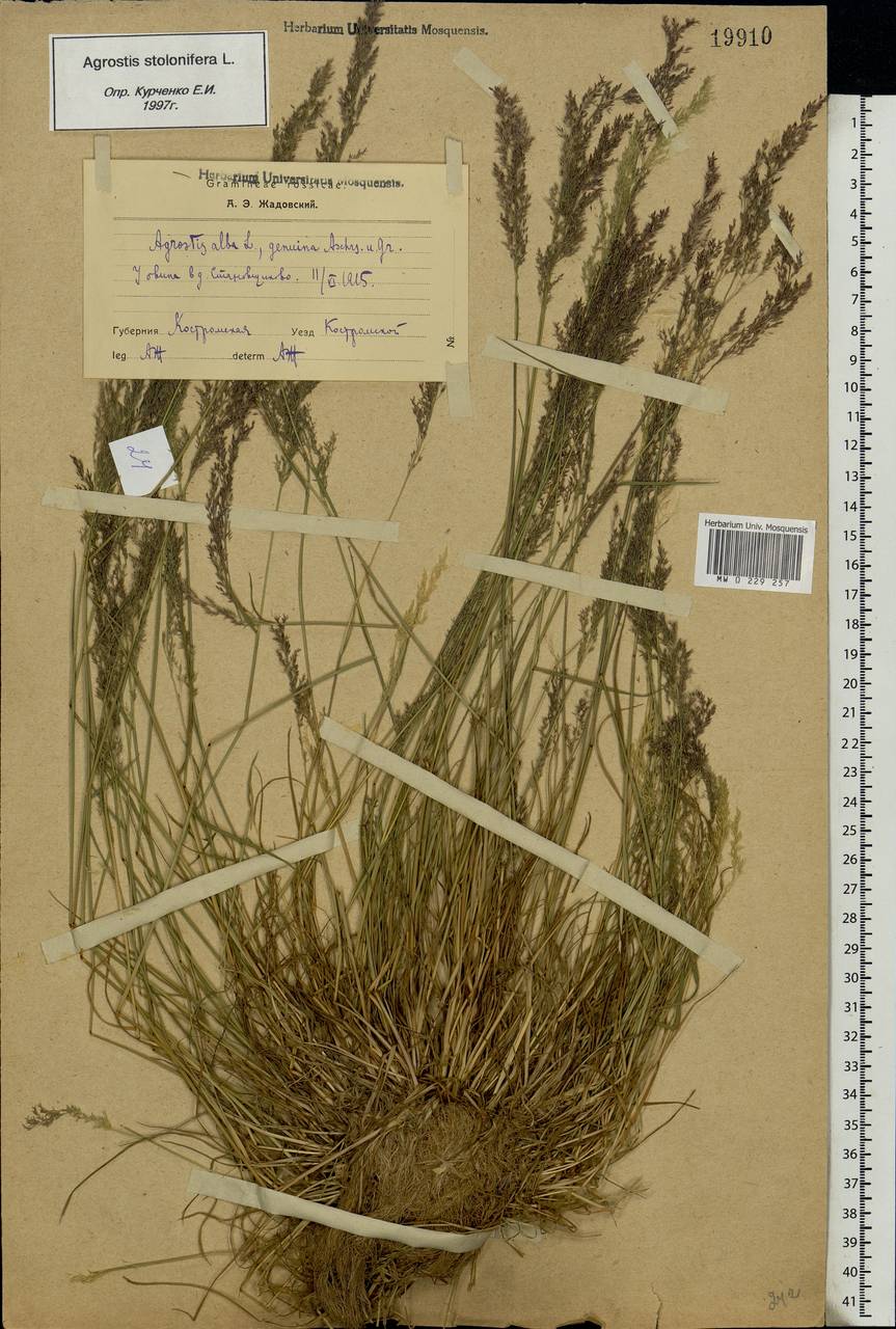 Agrostis stolonifera L., Eastern Europe, Central forest region (E5) (Russia)