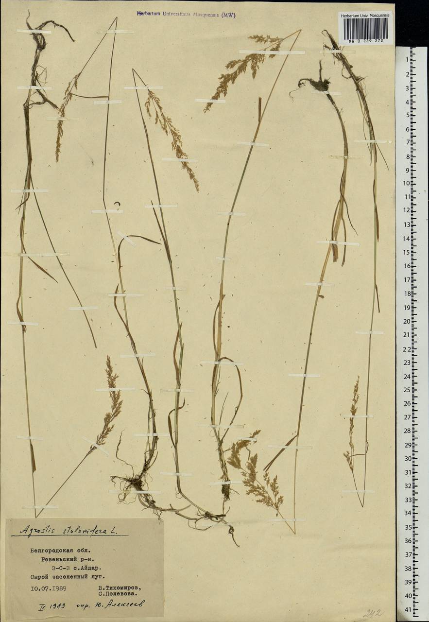 Agrostis stolonifera L., Eastern Europe, Central forest-and-steppe region (E6) (Russia)