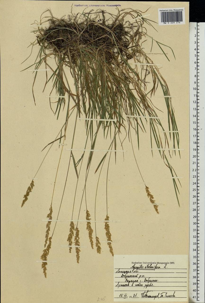 Agrostis stolonifera L., Eastern Europe, Central forest-and-steppe region (E6) (Russia)