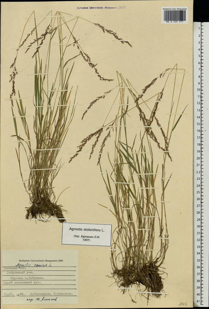 Agrostis stolonifera L., Eastern Europe, Central forest-and-steppe region (E6) (Russia)