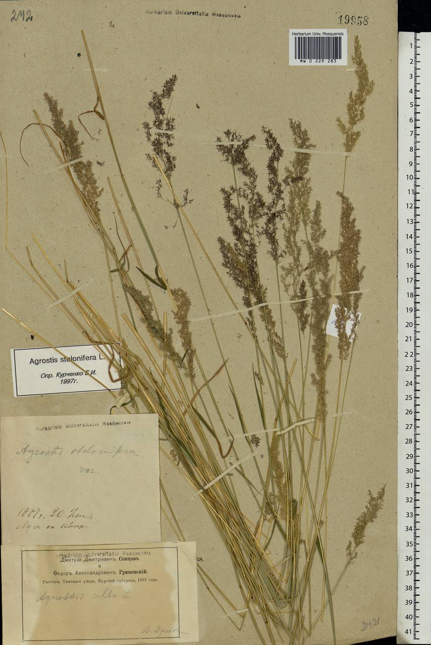 Agrostis stolonifera L., Eastern Europe, Central forest-and-steppe region (E6) (Russia)