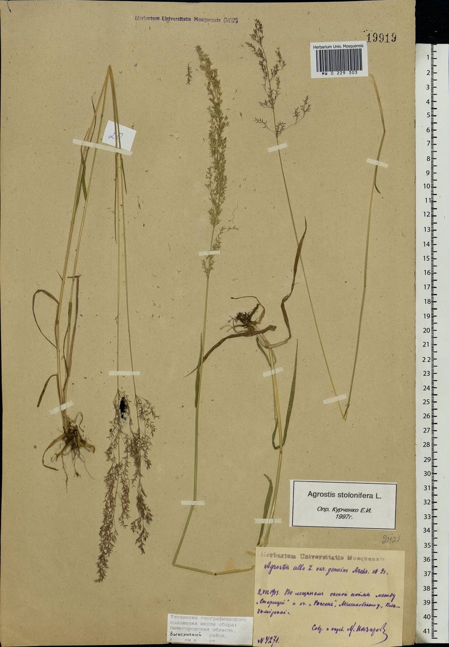 Agrostis stolonifera L., Eastern Europe, Volga-Kama region (E7) (Russia)