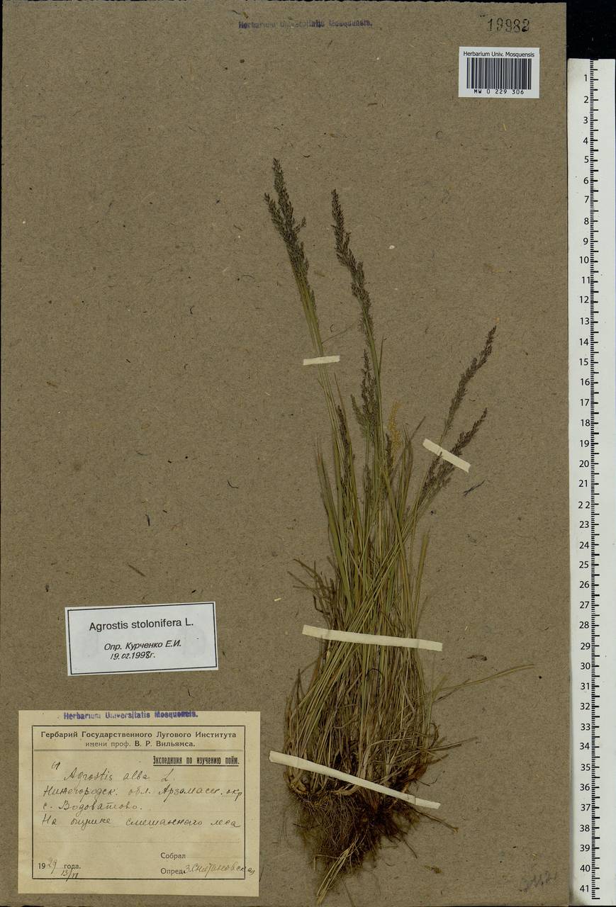 Agrostis stolonifera L., Eastern Europe, Volga-Kama region (E7) (Russia)