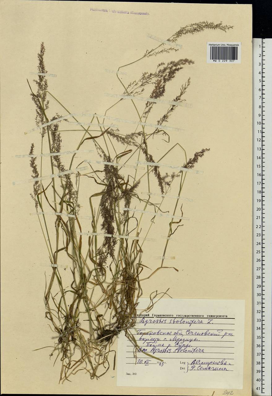 Agrostis stolonifera L., Eastern Europe, Volga-Kama region (E7) (Russia)