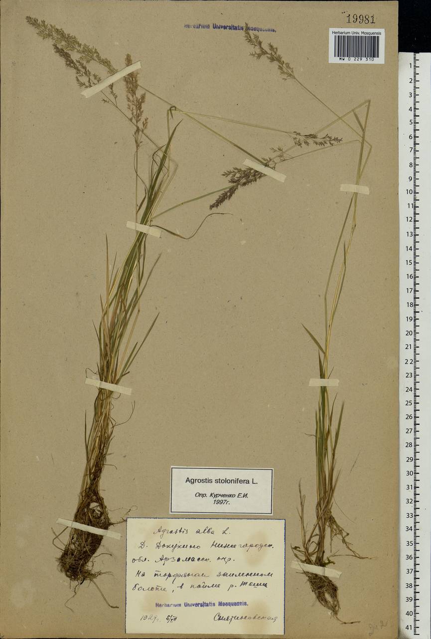 Agrostis stolonifera L., Eastern Europe, Volga-Kama region (E7) (Russia)