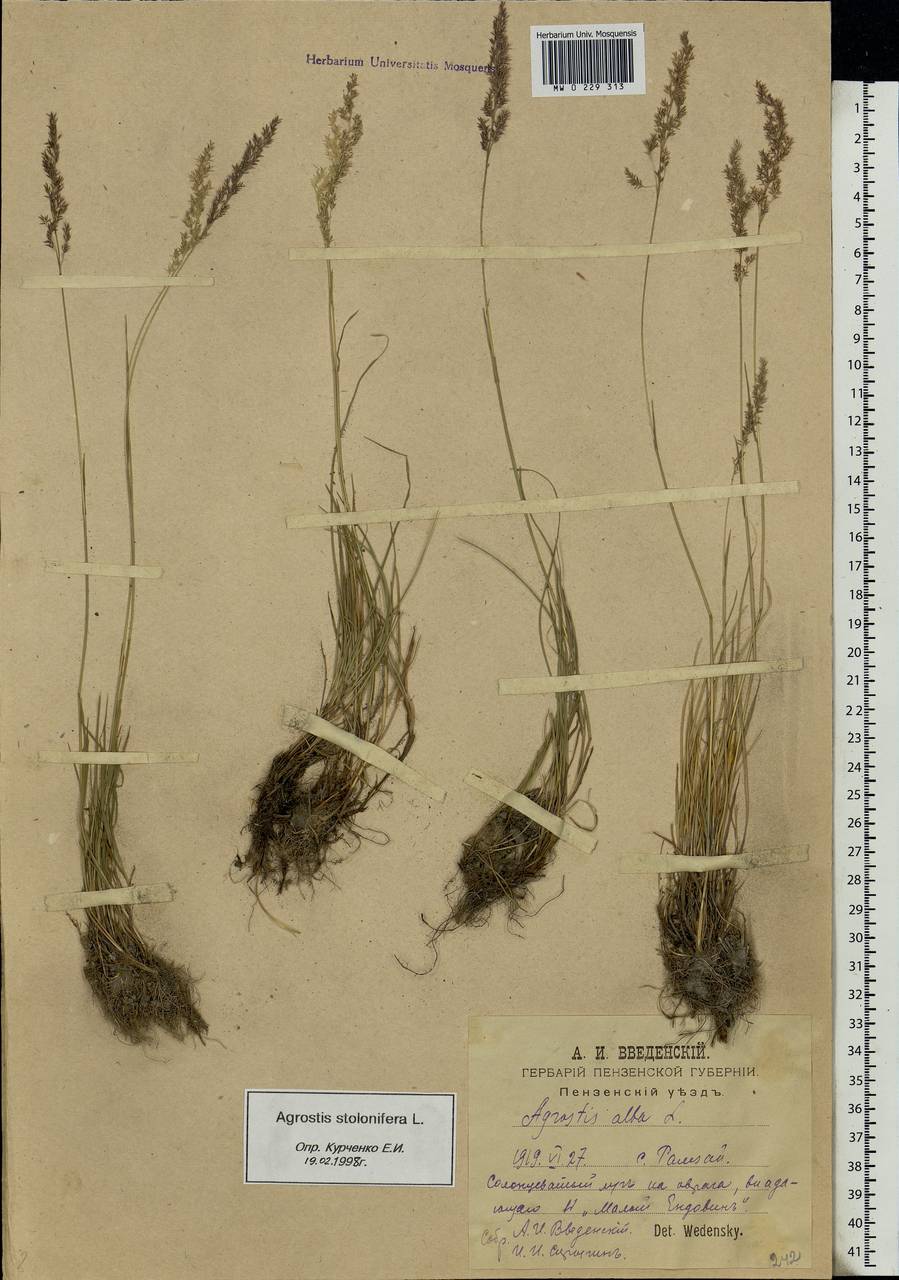 Agrostis stolonifera L., Eastern Europe, Middle Volga region (E8) (Russia)