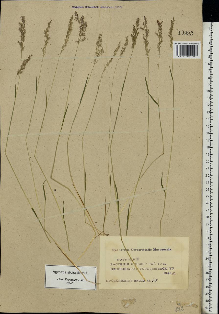 Agrostis stolonifera L., Eastern Europe, Middle Volga region (E8) (Russia)