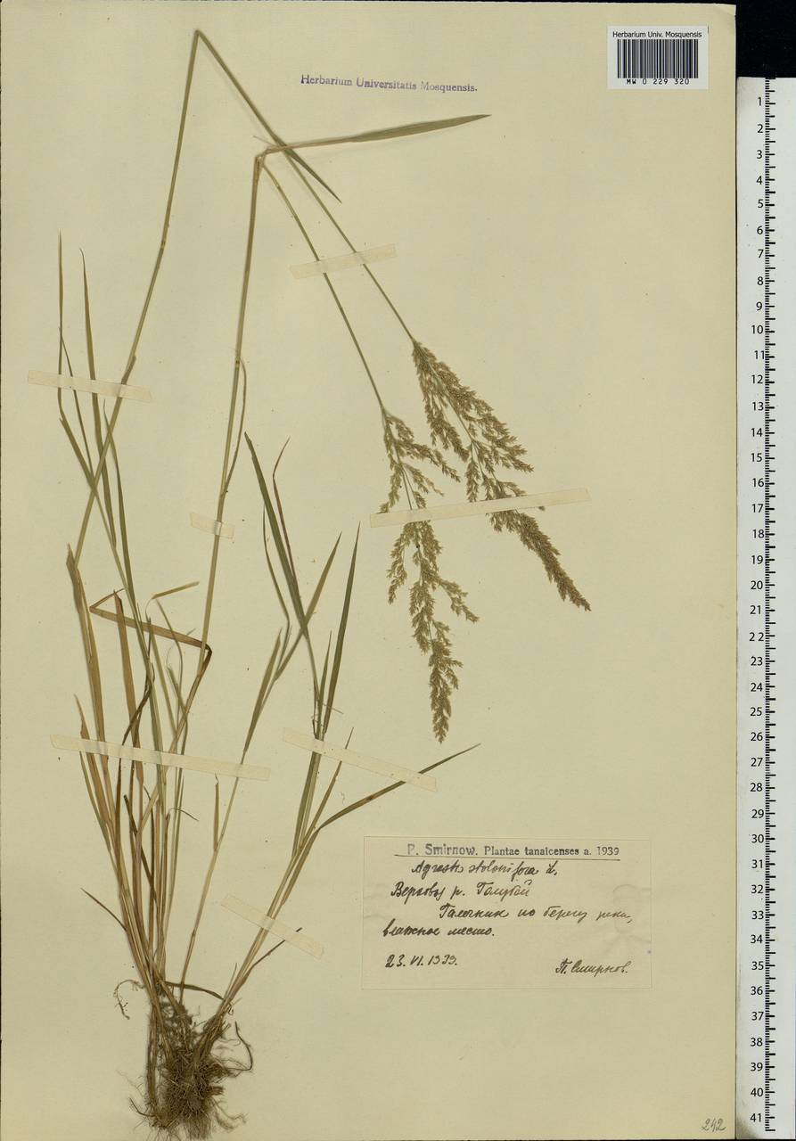 Agrostis stolonifera L., Eastern Europe, Lower Volga region (E9) (Russia)