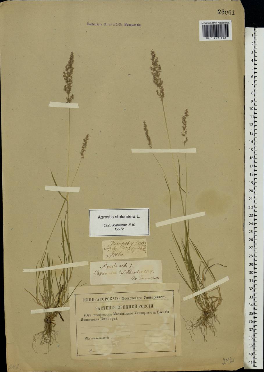 Agrostis stolonifera L., Eastern Europe, Middle Volga region (E8) (Russia)