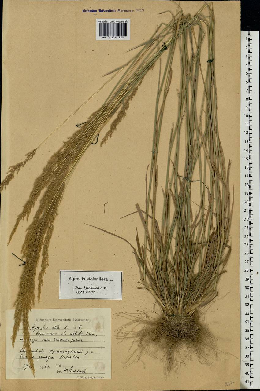Agrostis stolonifera L., Eastern Europe, Lower Volga region (E9) (Russia)