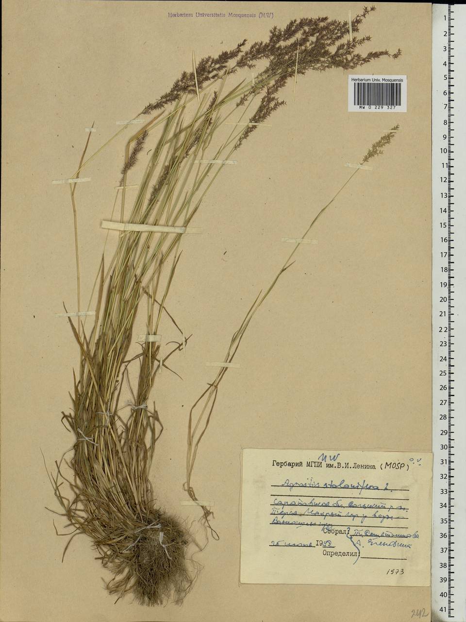 Agrostis stolonifera L., Eastern Europe, Lower Volga region (E9) (Russia)