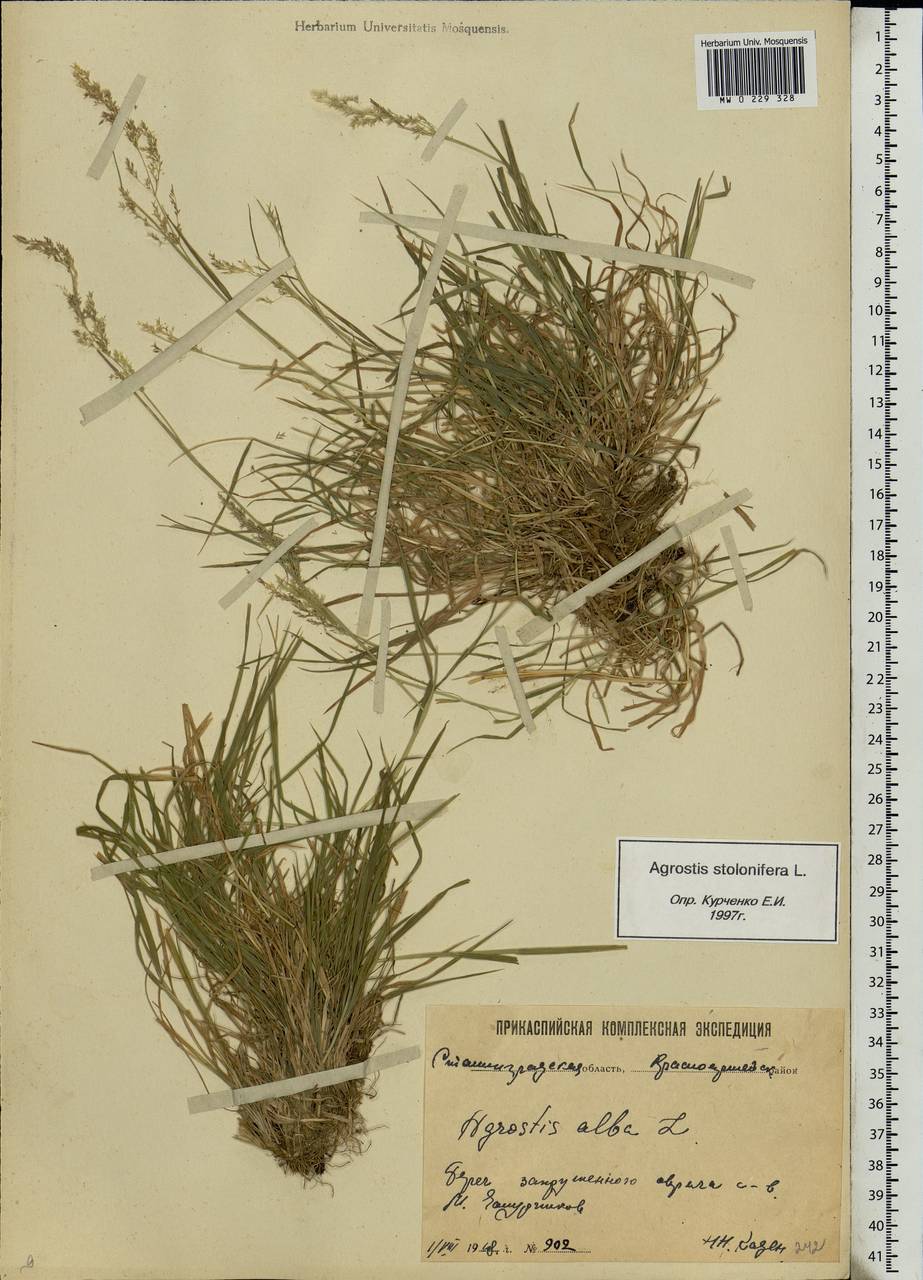 Agrostis stolonifera L., Eastern Europe, Lower Volga region (E9) (Russia)