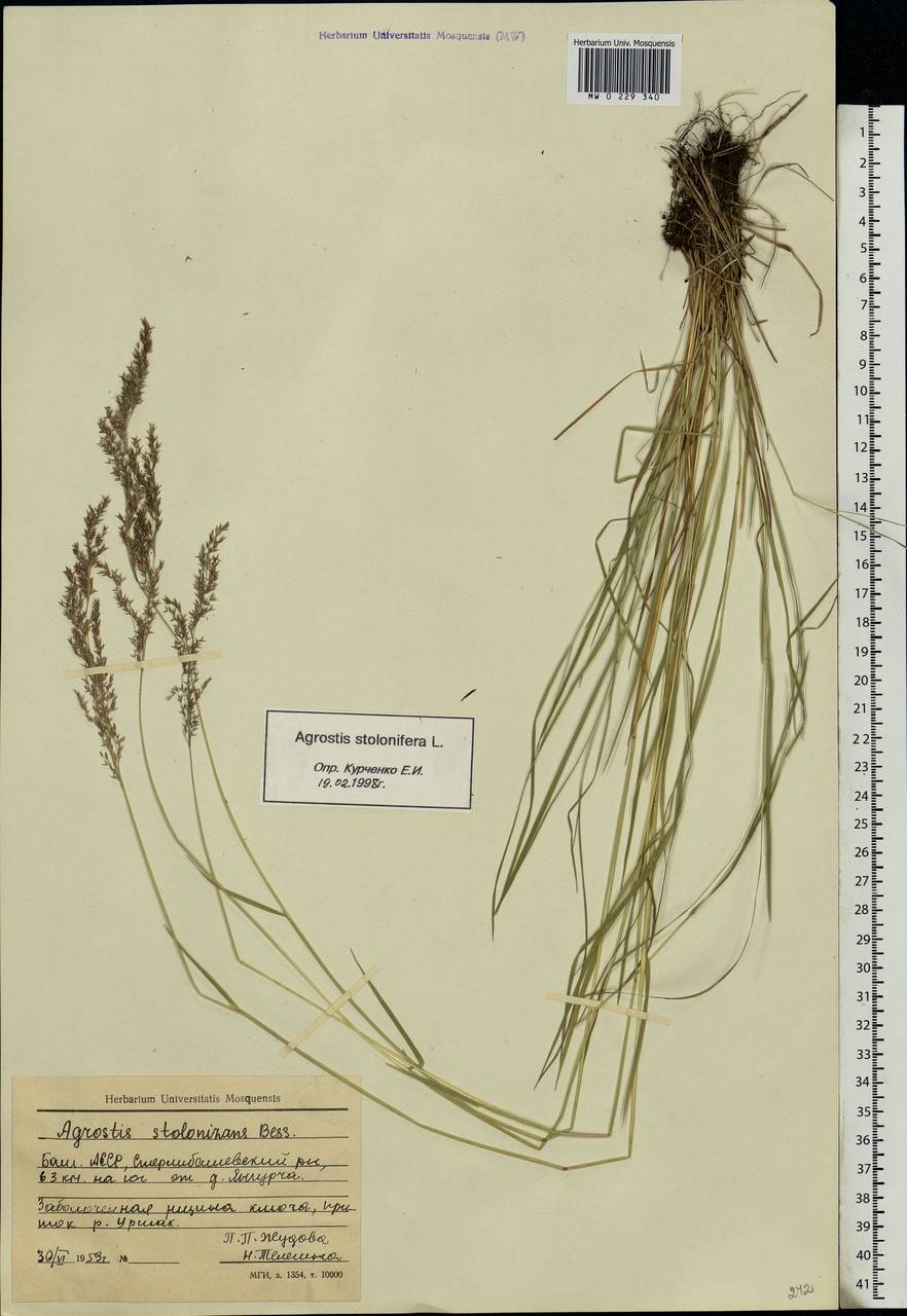 Agrostis stolonifera L., Eastern Europe, Eastern region (E10) (Russia)