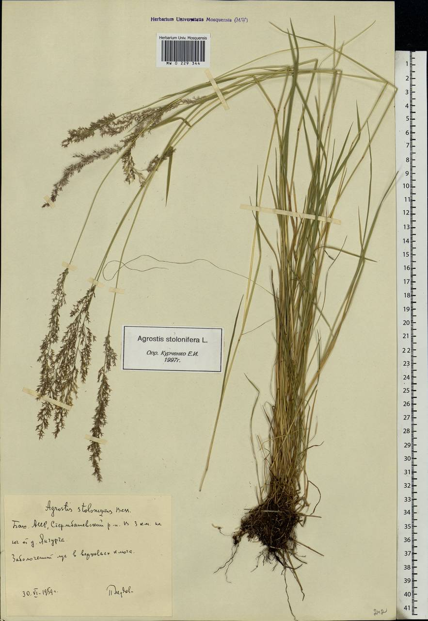 Agrostis stolonifera L., Eastern Europe, Eastern region (E10) (Russia)