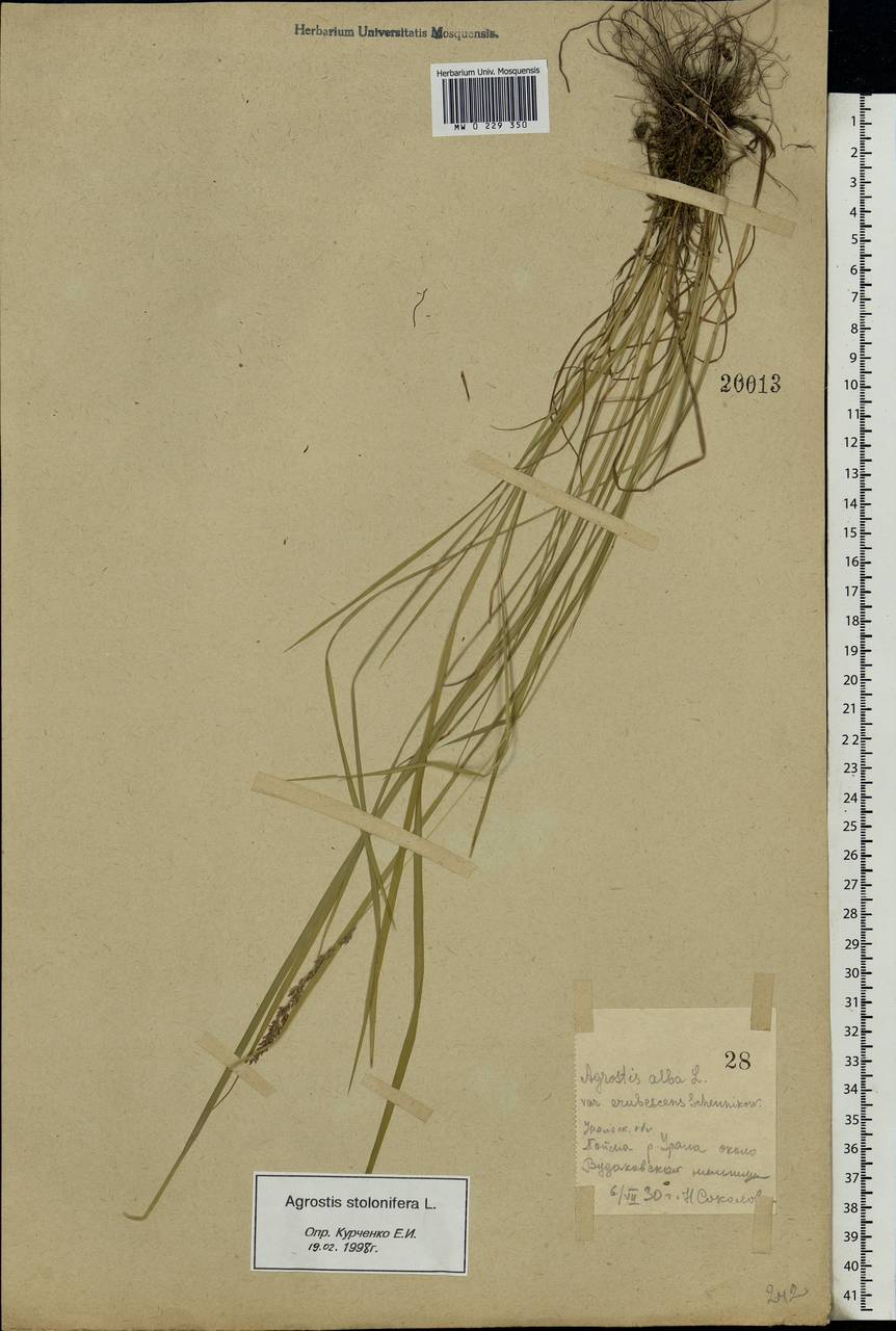 Agrostis stolonifera L., Eastern Europe, Eastern region (E10) (Russia)