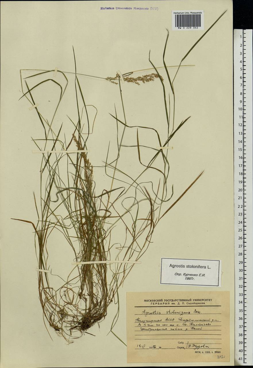 Agrostis stolonifera L., Eastern Europe, Eastern region (E10) (Russia)