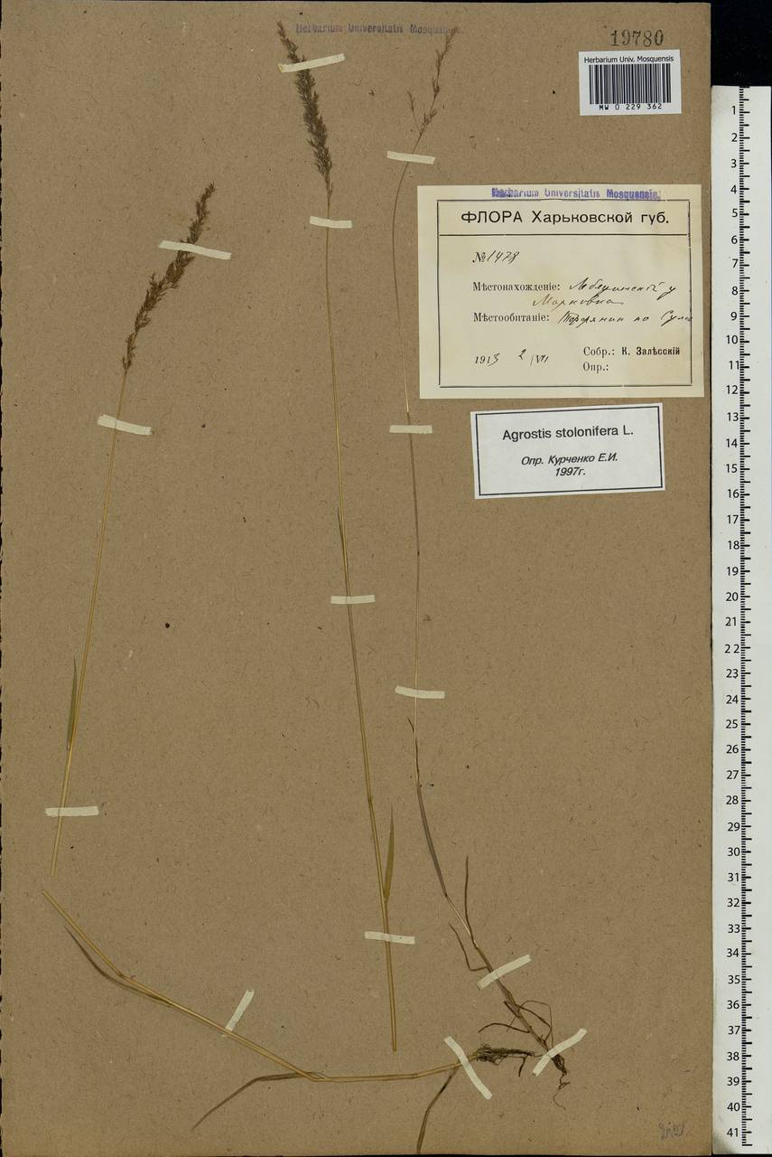 Agrostis stolonifera L., Eastern Europe, North Ukrainian region (E11) (Ukraine)