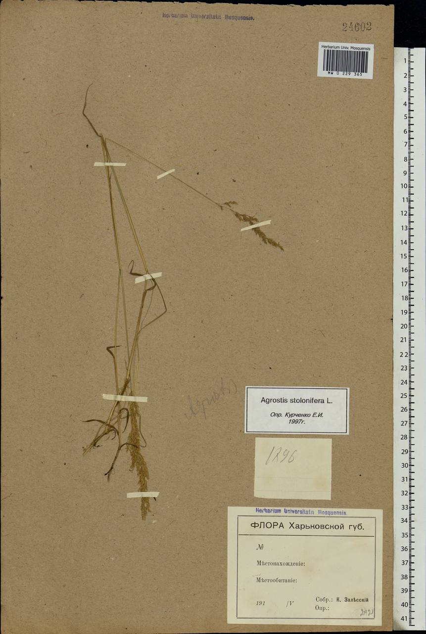 Agrostis stolonifera L., Eastern Europe, North Ukrainian region (E11) (Ukraine)