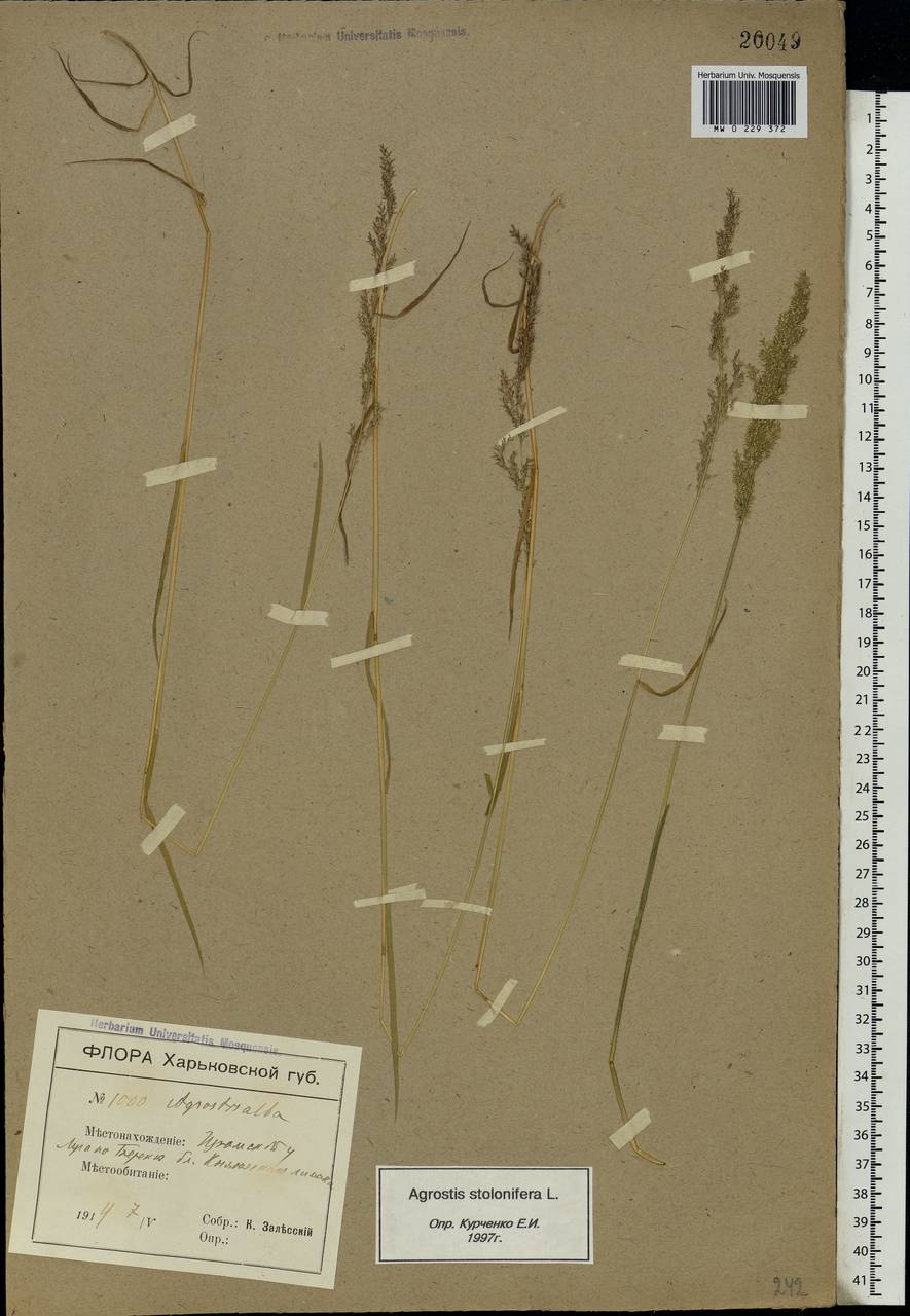 Agrostis stolonifera L., Eastern Europe, North Ukrainian region (E11) (Ukraine)