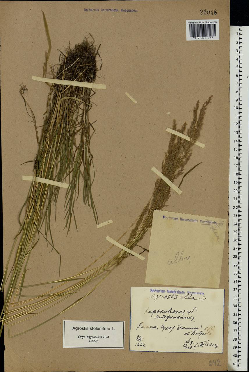 Agrostis stolonifera L., Eastern Europe, North Ukrainian region (E11) (Ukraine)