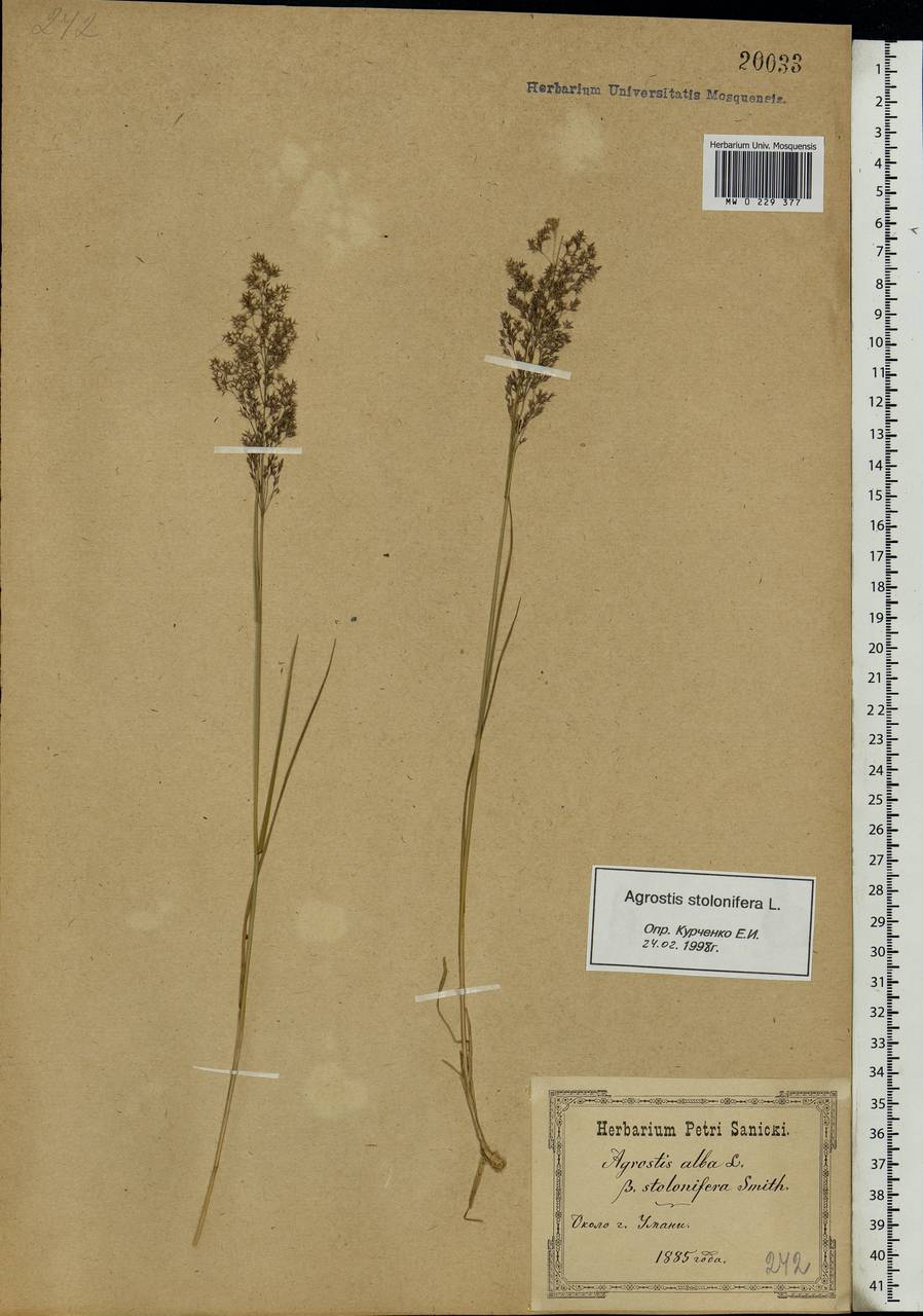 Agrostis stolonifera L., Eastern Europe, South Ukrainian region (E12) (Ukraine)