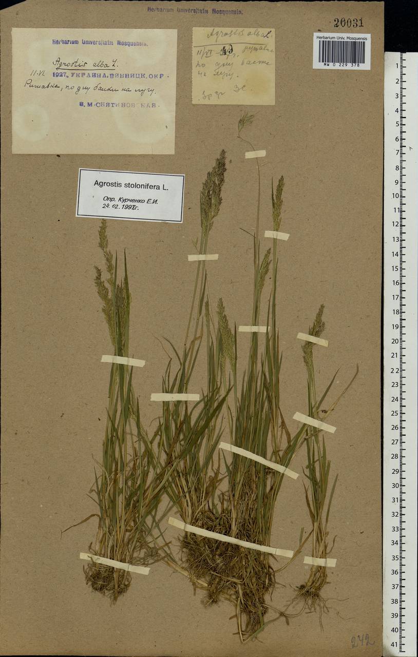 Agrostis stolonifera L., Eastern Europe, South Ukrainian region (E12) (Ukraine)