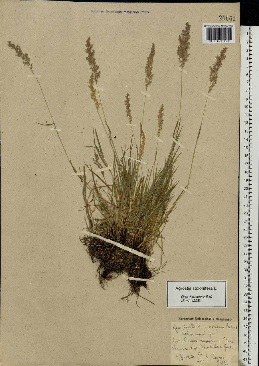 Agrostis stolonifera L., Eastern Europe, Rostov Oblast (E12a) (Russia)