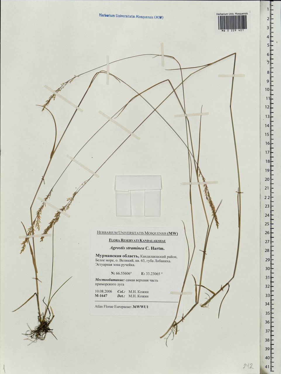 Agrostis stolonifera L., Eastern Europe, Northern region (E1) (Russia)