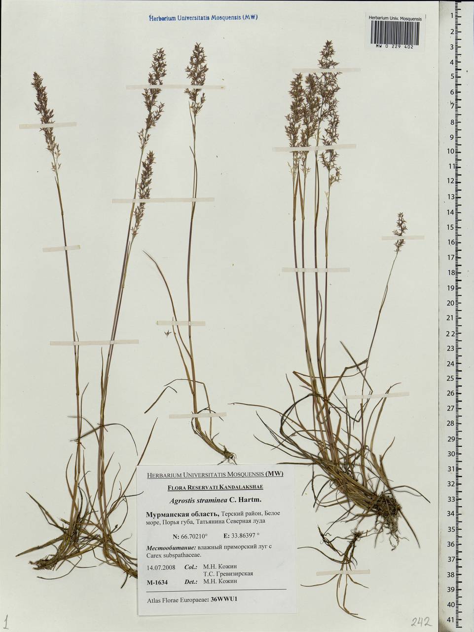 Agrostis stolonifera L., Eastern Europe, Northern region (E1) (Russia)