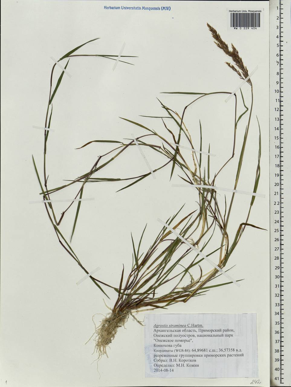 Agrostis stolonifera L., Eastern Europe, Northern region (E1) (Russia)