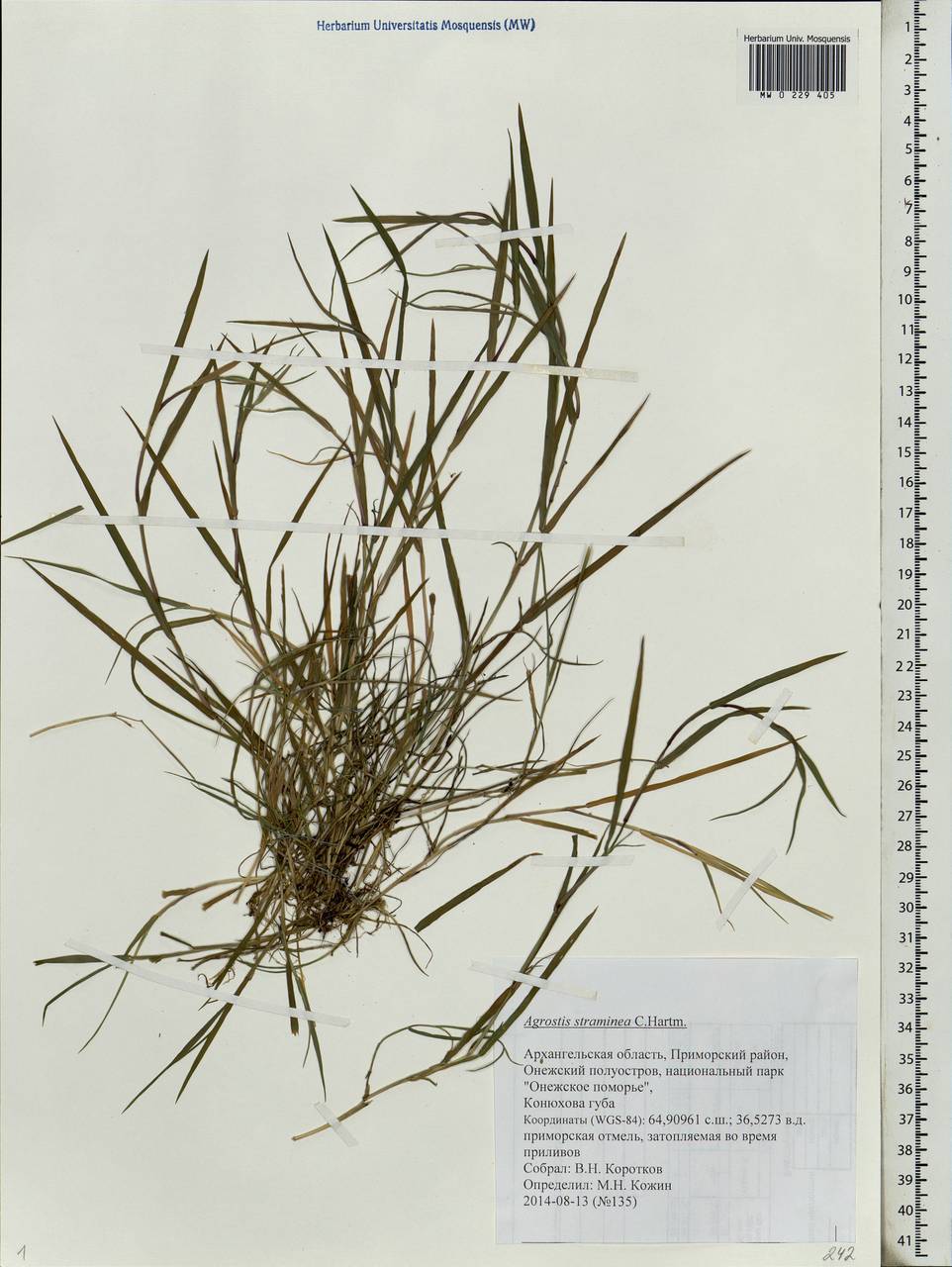 Agrostis stolonifera L., Eastern Europe, Northern region (E1) (Russia)