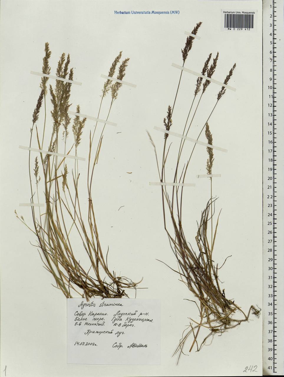 Agrostis stolonifera L., Eastern Europe, Northern region (E1) (Russia)