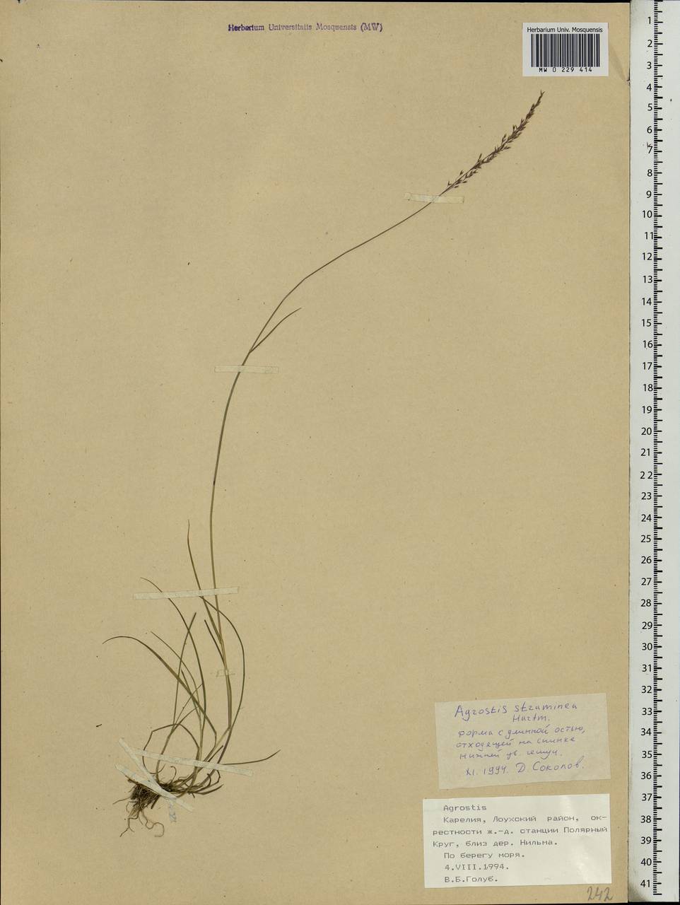 Agrostis stolonifera L., Eastern Europe, Northern region (E1) (Russia)