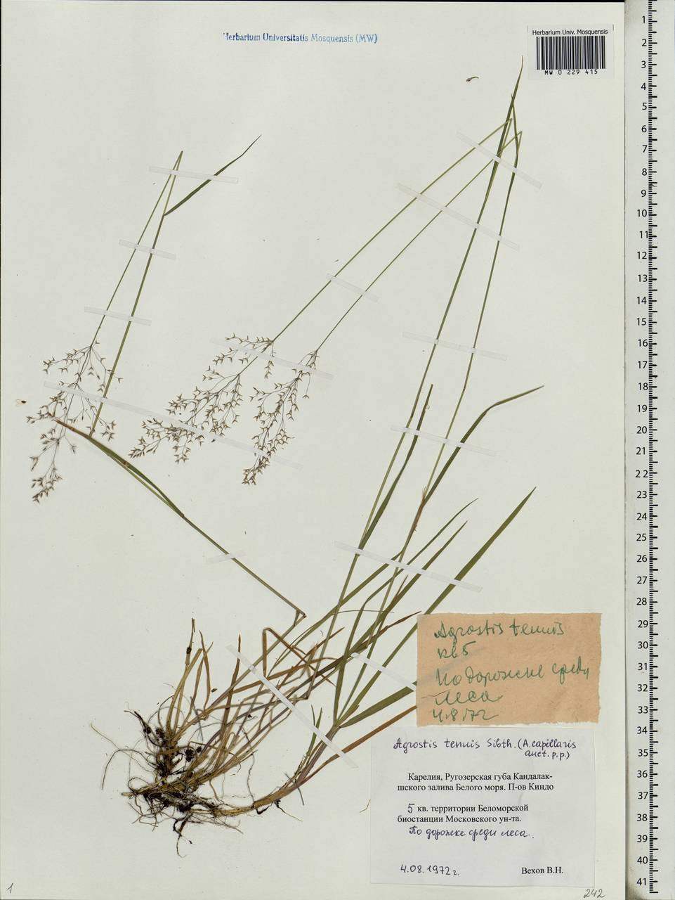 Agrostis capillaris L., Eastern Europe, Northern region (E1) (Russia)