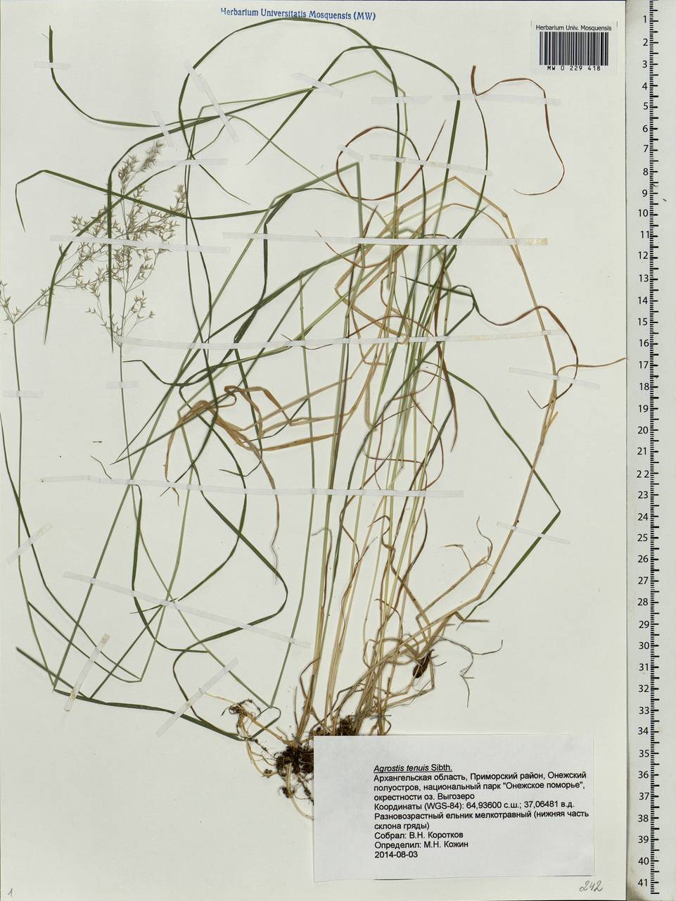 Agrostis capillaris L., Eastern Europe, Northern region (E1) (Russia)