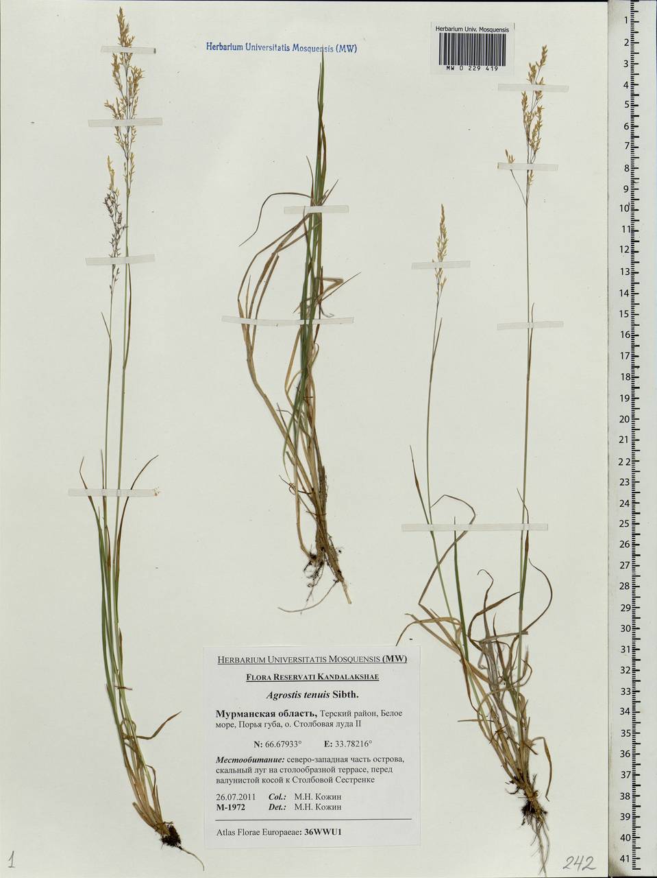 Agrostis capillaris L., Eastern Europe, Northern region (E1) (Russia)