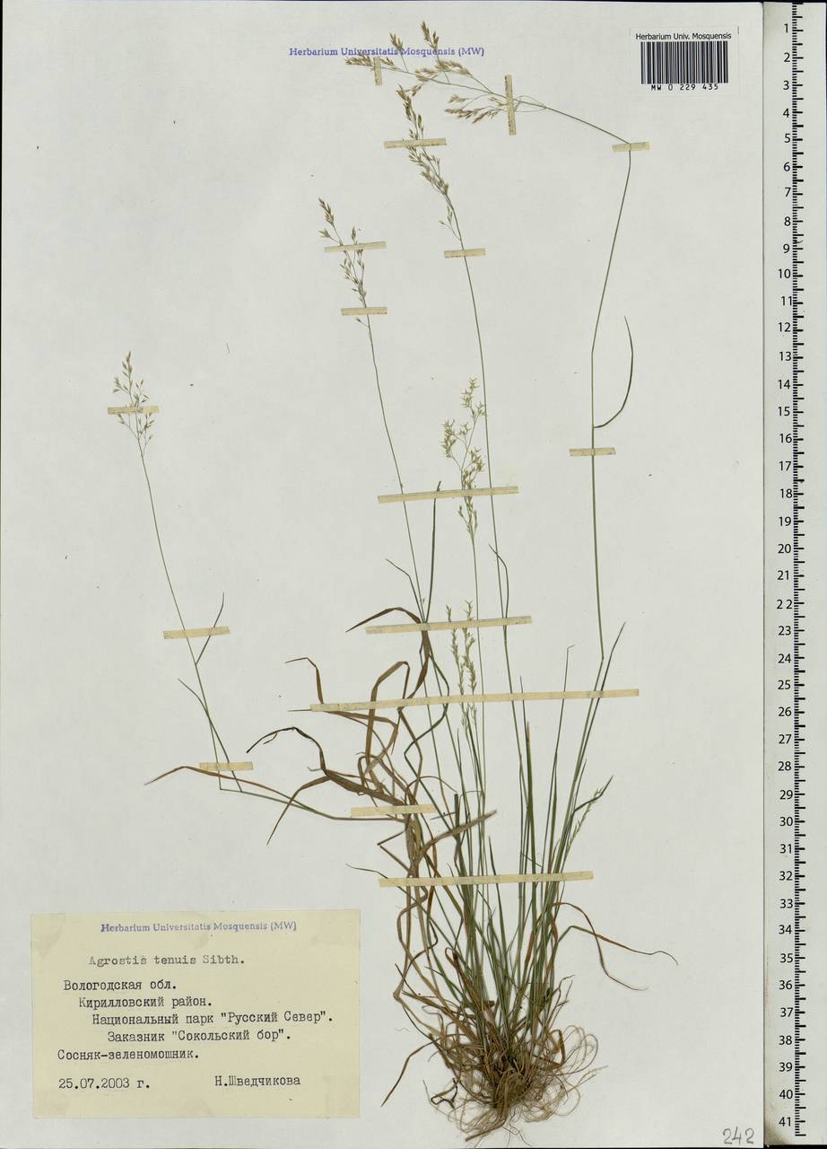 Agrostis capillaris L., Eastern Europe, Northern region (E1) (Russia)