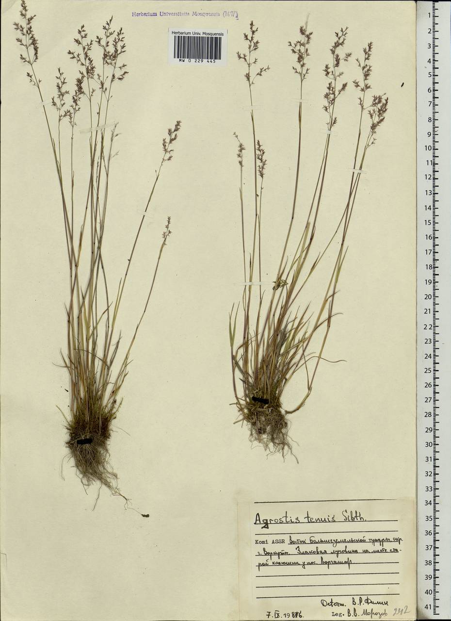 Agrostis capillaris L., Eastern Europe, Northern region (E1) (Russia)