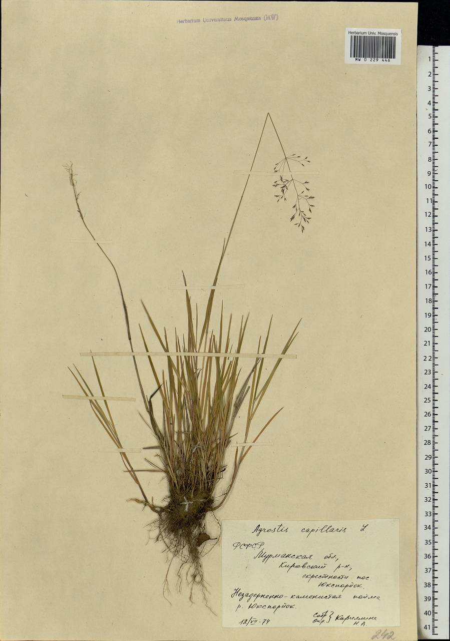 Agrostis capillaris L., Eastern Europe, Northern region (E1) (Russia)