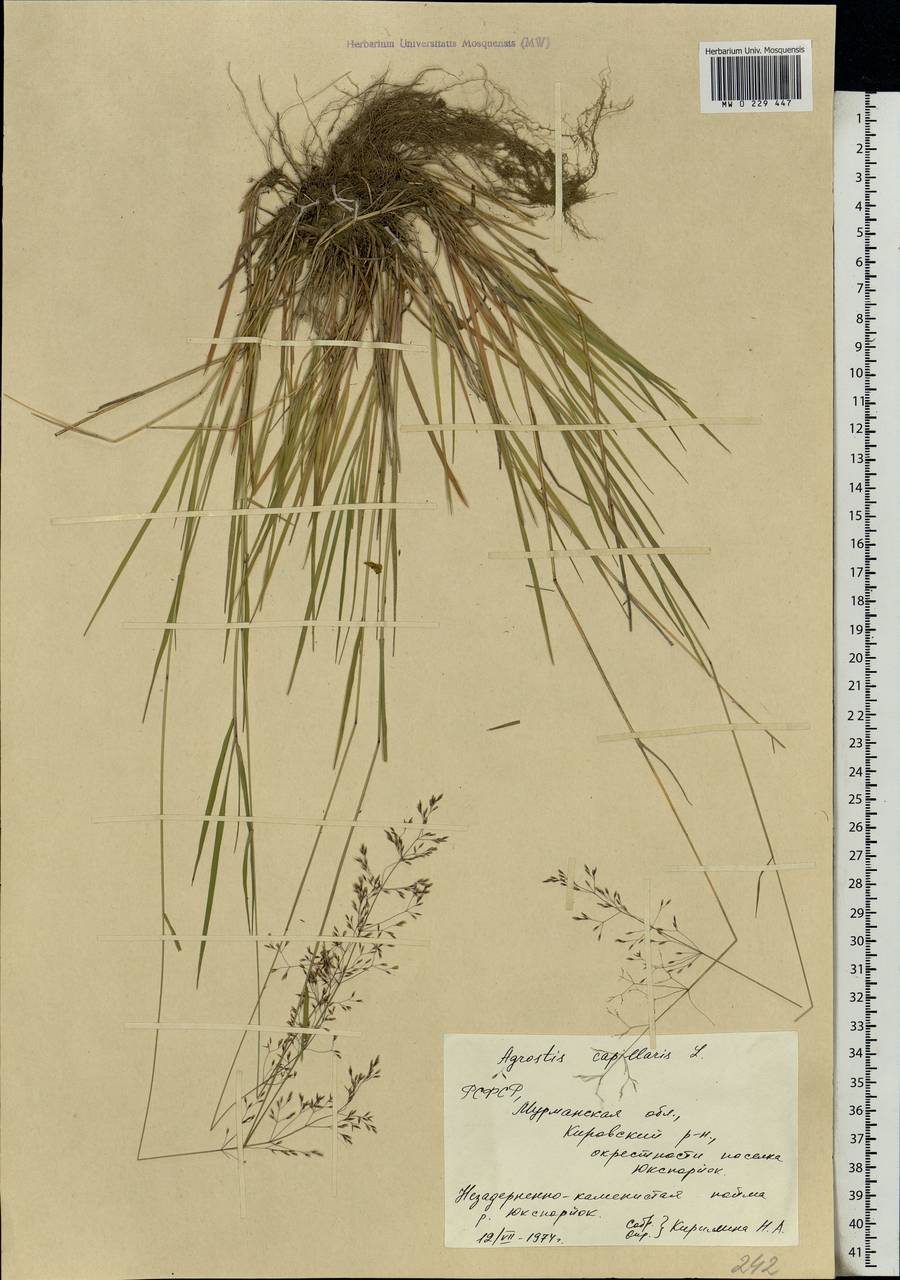 Agrostis capillaris L., Eastern Europe, Northern region (E1) (Russia)