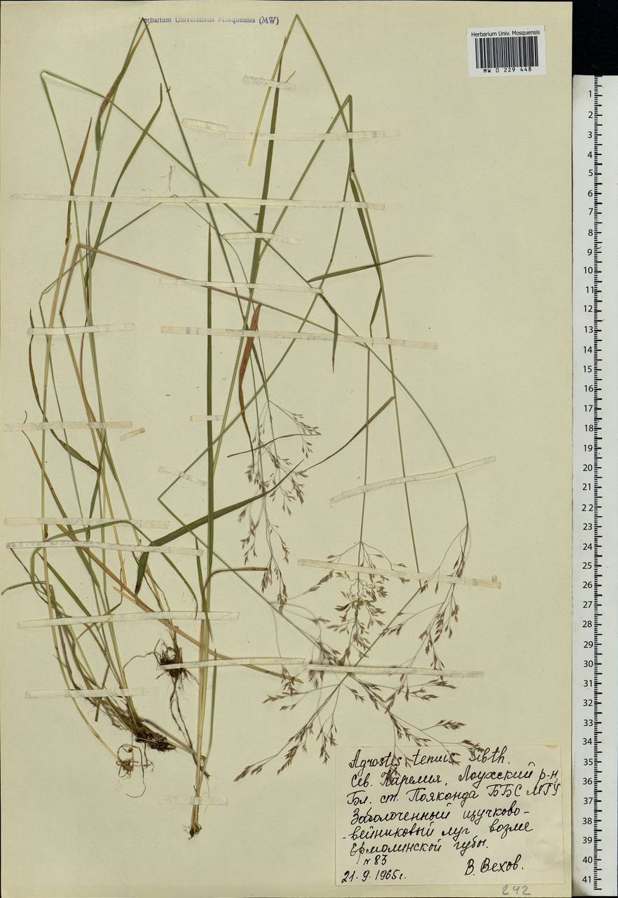 Agrostis capillaris L., Eastern Europe, Northern region (E1) (Russia)