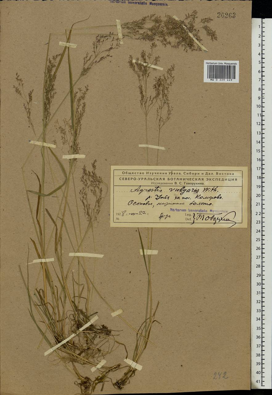 Agrostis capillaris L., Eastern Europe, Northern region (E1) (Russia)