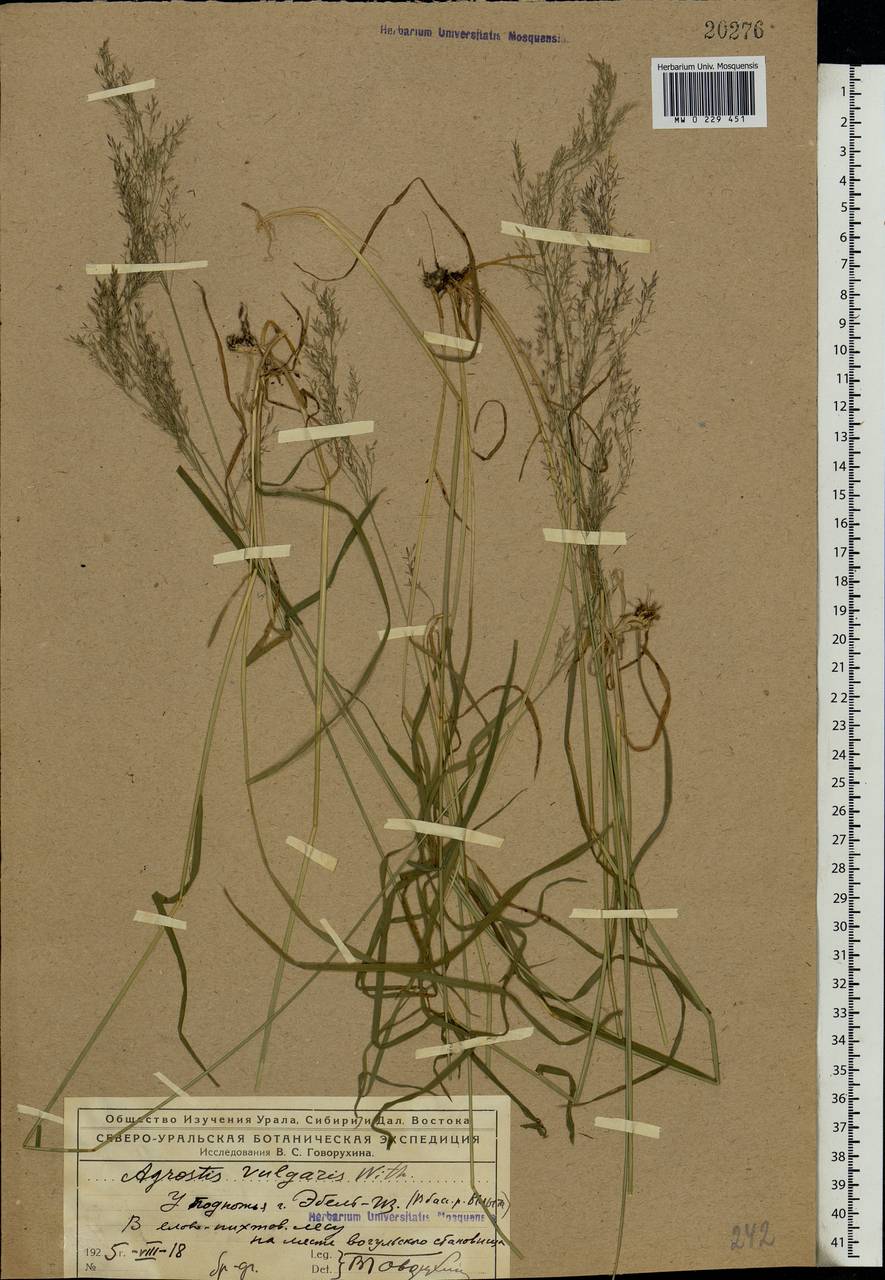 Agrostis capillaris L., Eastern Europe, Northern region (E1) (Russia)