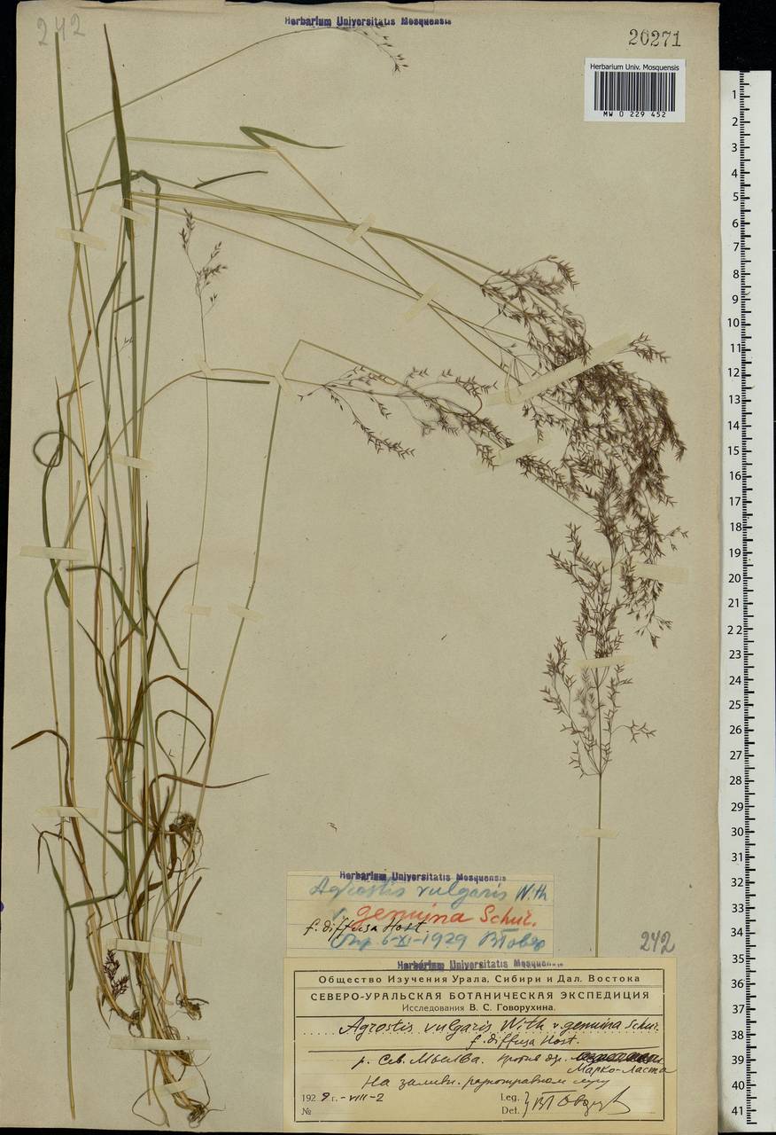Agrostis capillaris L., Eastern Europe, Northern region (E1) (Russia)