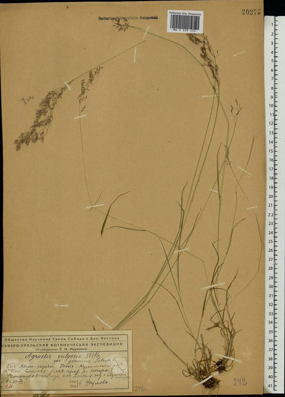 Agrostis capillaris L., Eastern Europe, Northern region (E1) (Russia)