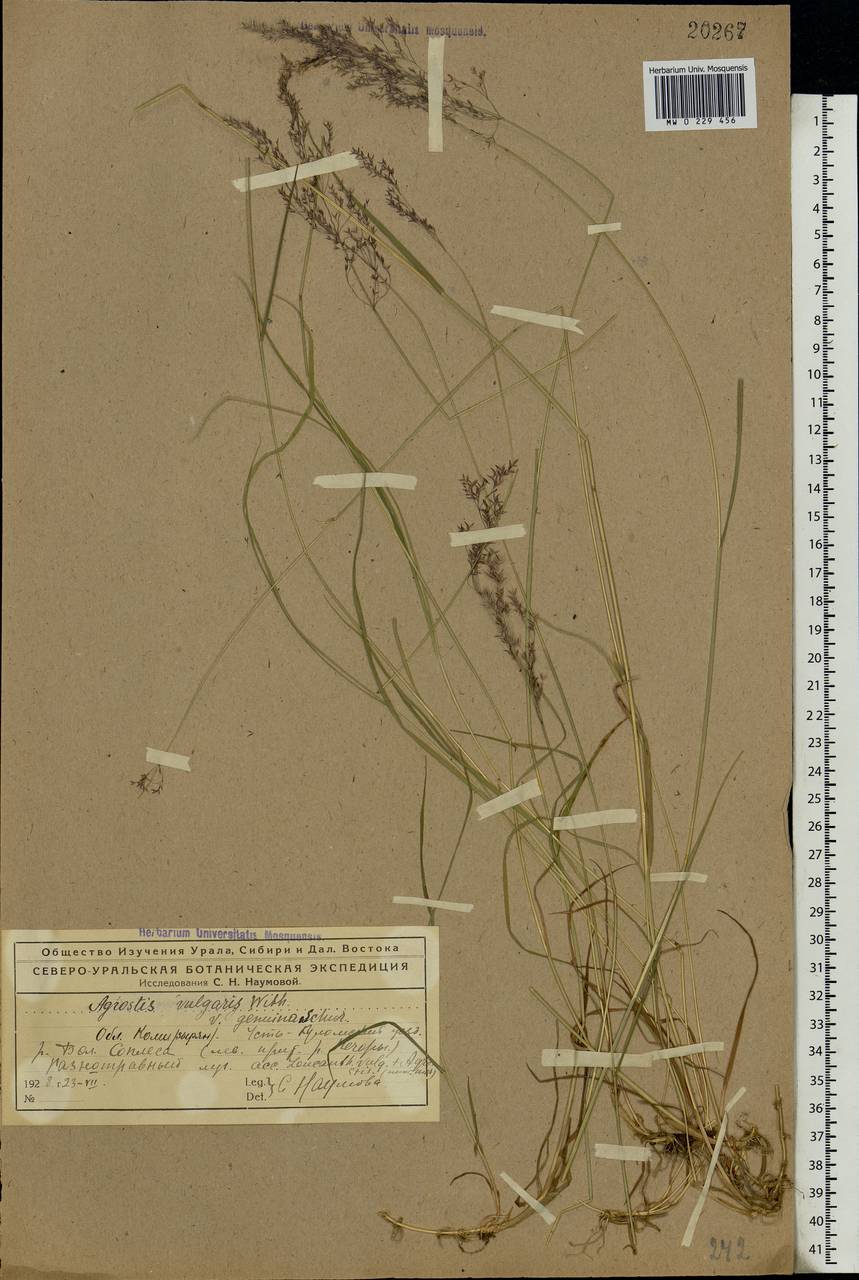 Agrostis capillaris L., Eastern Europe, Northern region (E1) (Russia)