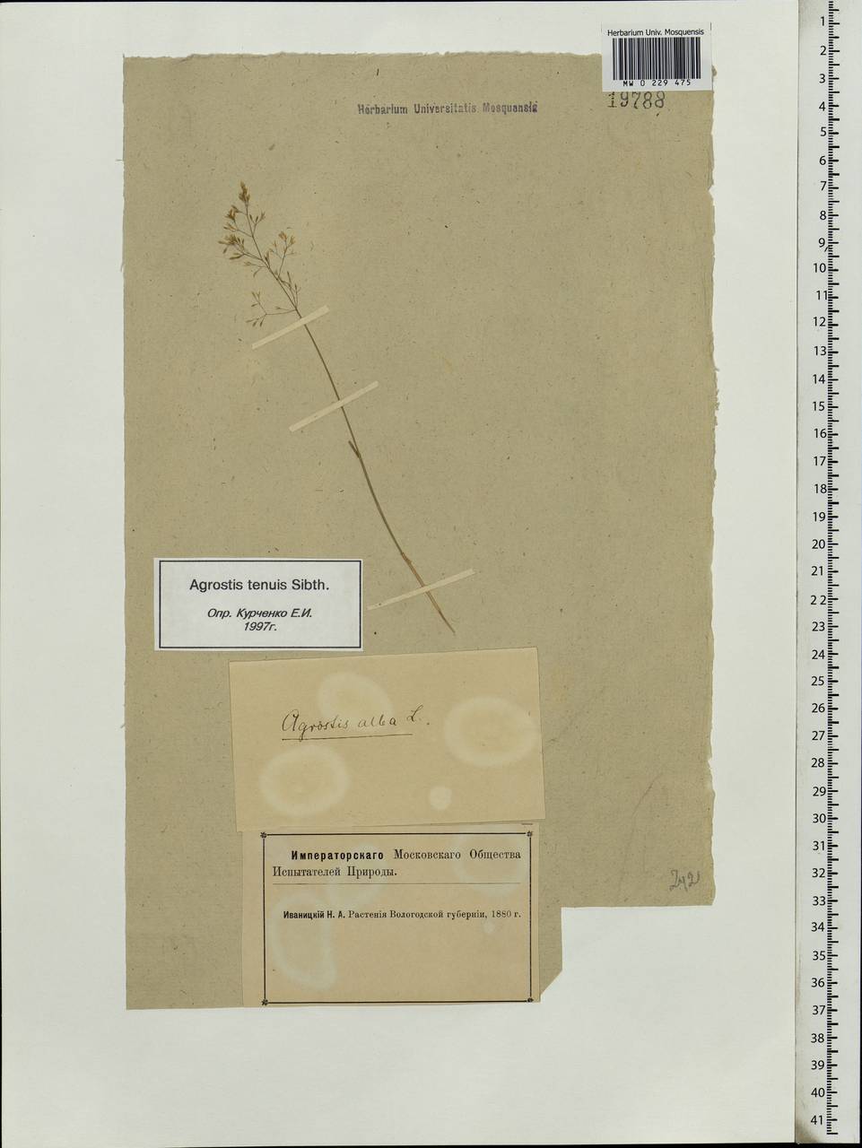 Agrostis capillaris L., Eastern Europe, Northern region (E1) (Russia)