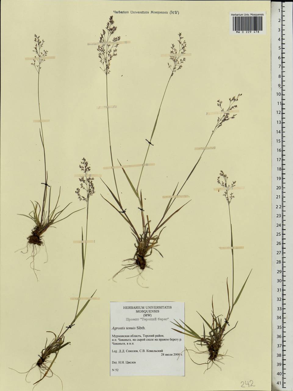 Agrostis capillaris L., Eastern Europe, Northern region (E1) (Russia)